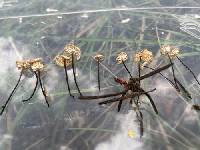 Pseudomarasmius pallidocephalus image