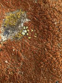 Acarospora stapfiana image