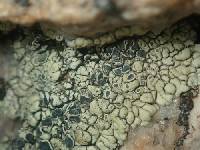 Rhizoplaca novomexicana image