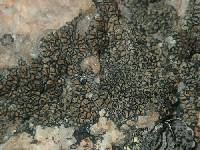 Sporastatia testudinea image