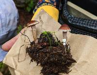 Cortinarius aptecohaerens image