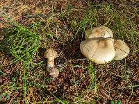 Agaricus gemellatus image