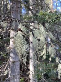 Usnea perplexans image