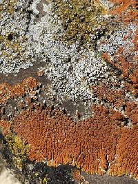 Acarospora stapfiana image