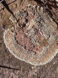 Protoparmeliopsis garovaglii image