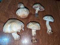 Agaricus didymus image