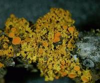 Xanthomendoza montana image