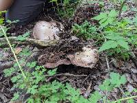 Agaricus chionodermus image