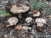 Agaricus amicosus image