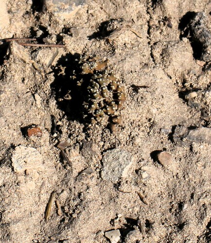 Circinaria rogeri image