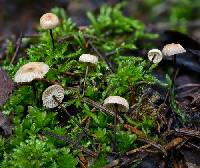 Pseudomarasmius pallidocephalus image