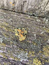 Xanthomendoza montana image