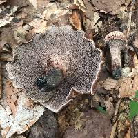 Hydnellum scabrosum image