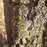 Xanthoria fulva image