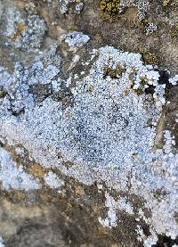 Acarospora strigata image