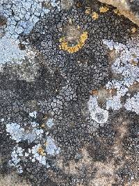 Acarospora strigata image