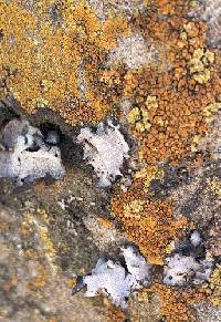 Calogaya saxicola image