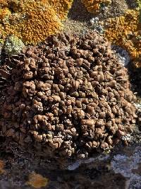 Psora tuckermanii image