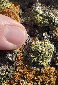 Acarospora stapfiana image