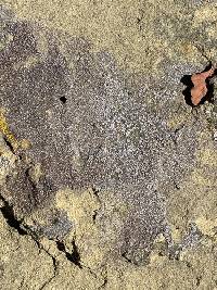 Acarospora strigata image