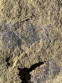 Acarospora strigata image