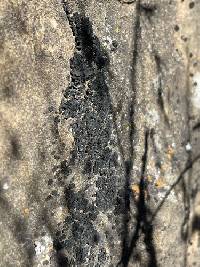 Lichinella nigritella image