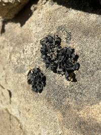 Lichinella nigritella image