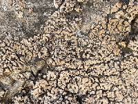 Psora tuckermanii image