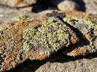 Acarospora stapfiana image