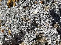 Acarospora strigata image
