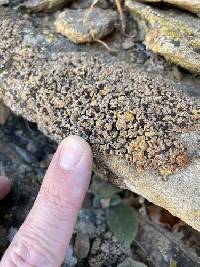 Psora tuckermanii image