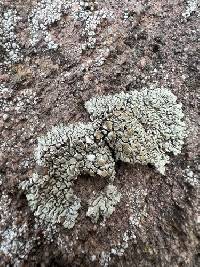 Protoparmeliopsis garovaglii image