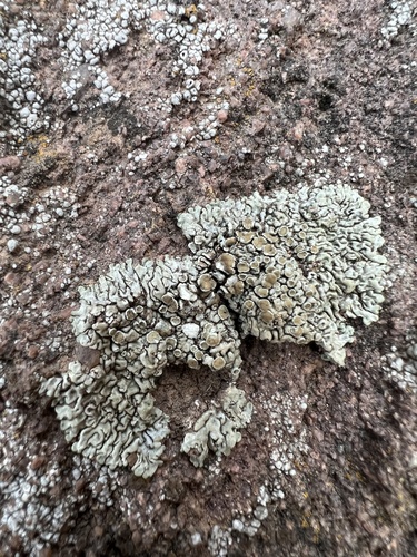 Protoparmeliopsis garovaglii image