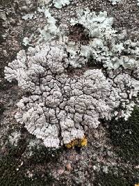 Lobothallia alphoplaca image