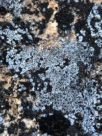 Acarospora strigata image
