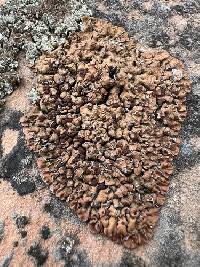 Psora tuckermanii image