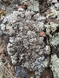 Lobothallia alphoplaca image