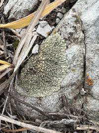 Protoparmeliopsis garovaglii image