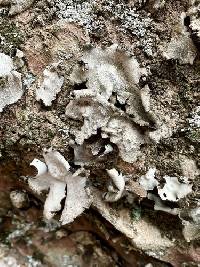 Umbilicaria americana image