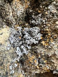 Anaptychia elbursiana image
