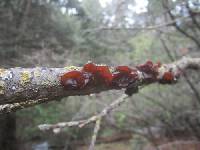 Exidia crenata image
