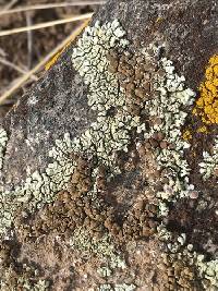 Image of Protoparmeliopsis garovaglii
