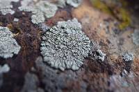 Protoparmeliopsis garovaglii image