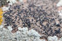 Lecidella stigmatea image