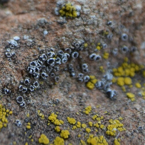 Myriolecis flowersiana image