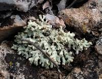 Pycnothelia papillaria image