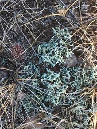 Xanthoparmelia chlorochroa image