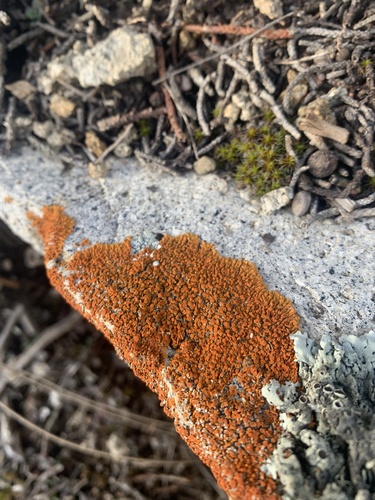 Calogaya saxicola image