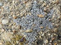 Acarospora strigata image