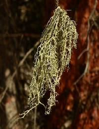 Evernia divaricata image